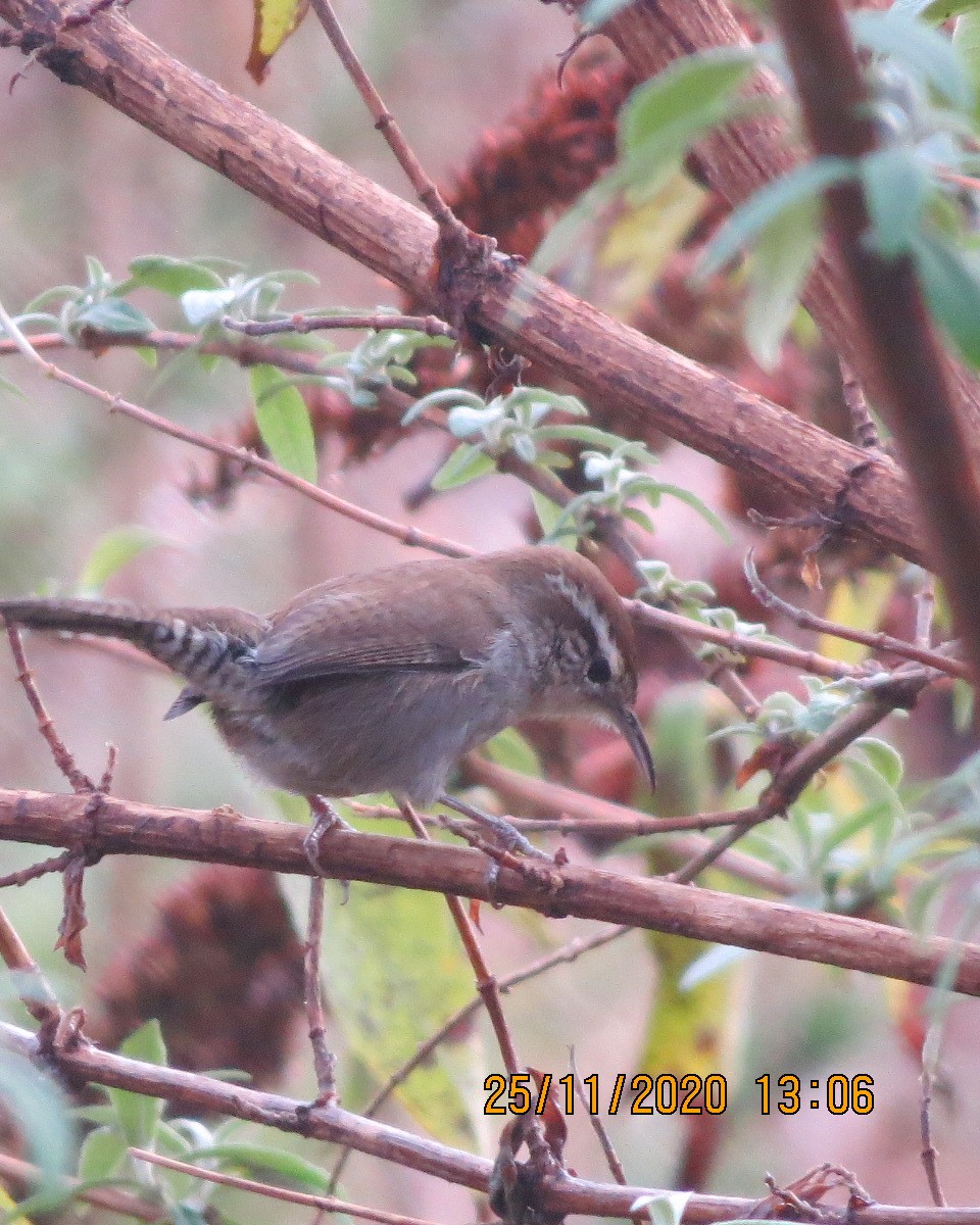 Bewick's Wren - ML283693631