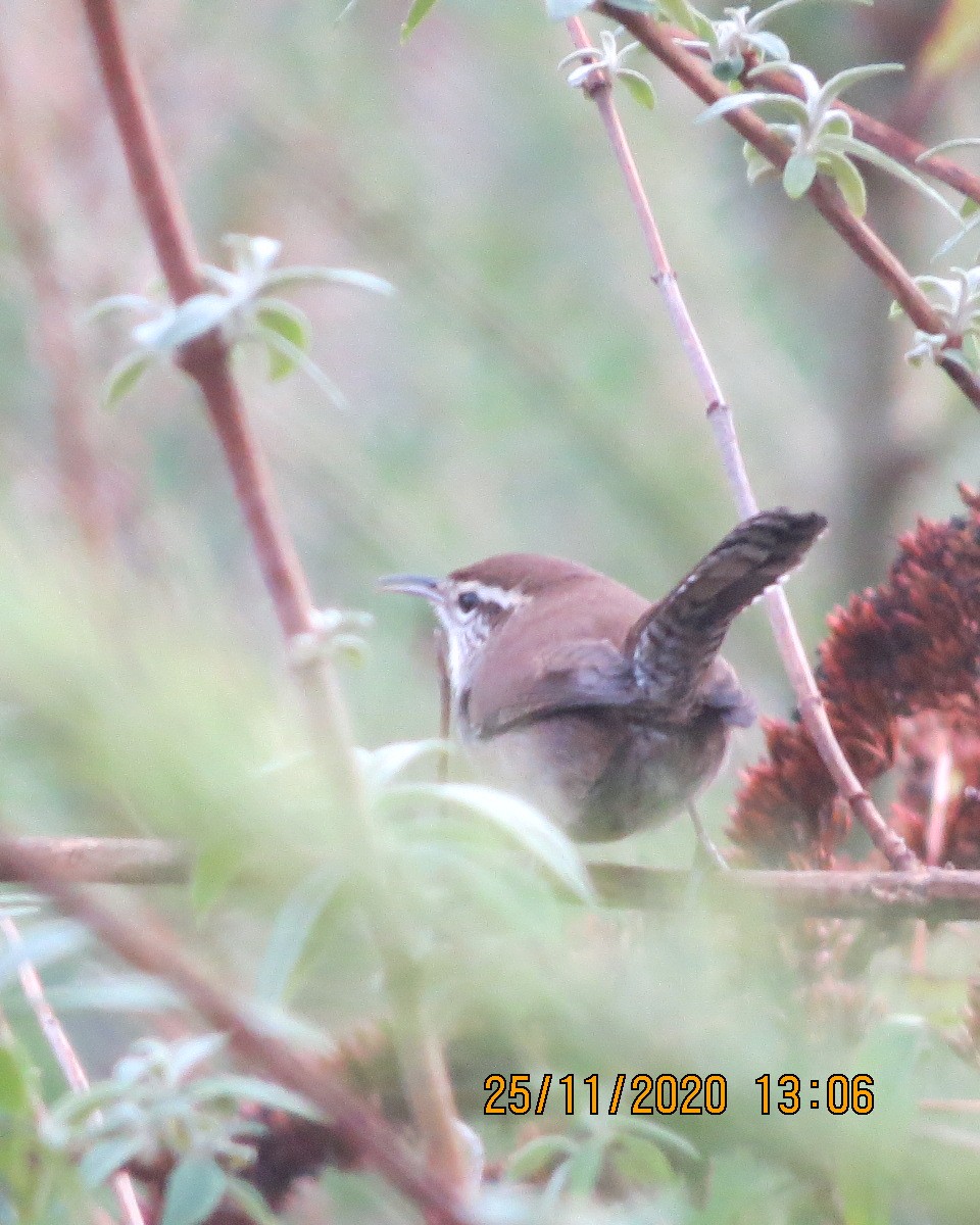 Bewick's Wren - ML283693641