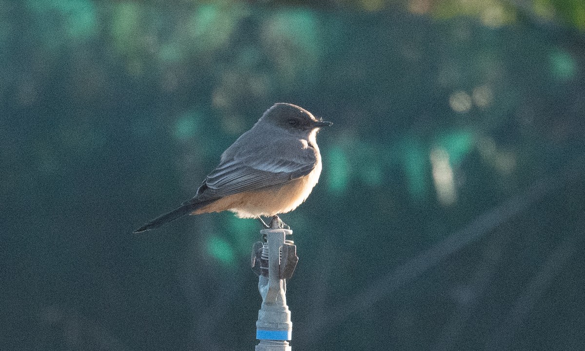 Say's Phoebe - Brian Sullivan