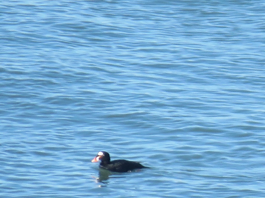 Surf Scoter - ML283695411