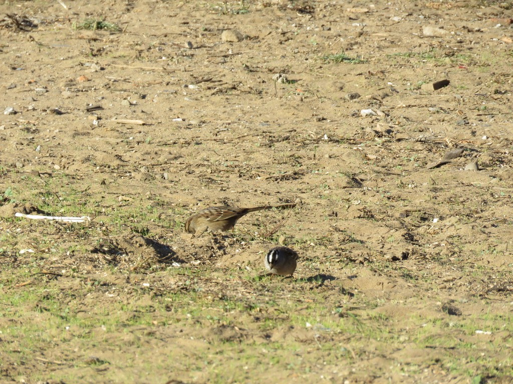 White-crowned Sparrow - ML283695661