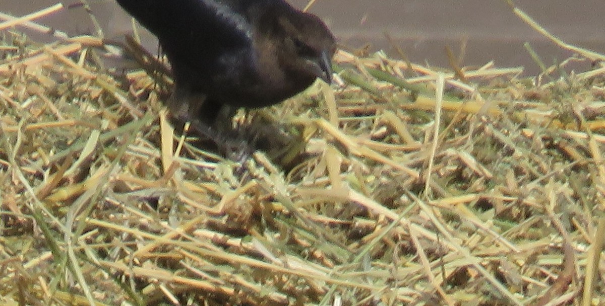 Brown-headed Cowbird - ML283696061