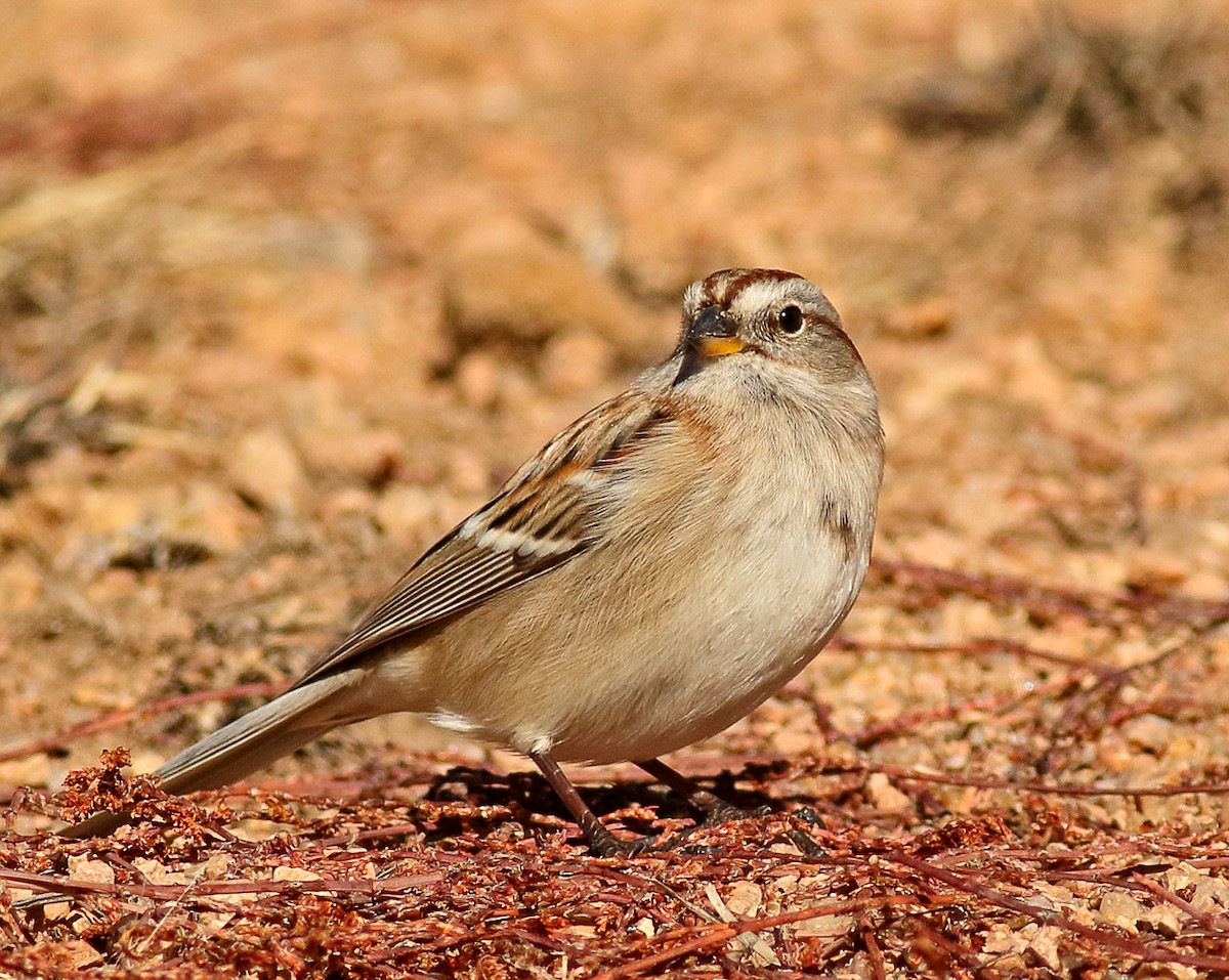 American Tree Sparrow - ML283697971