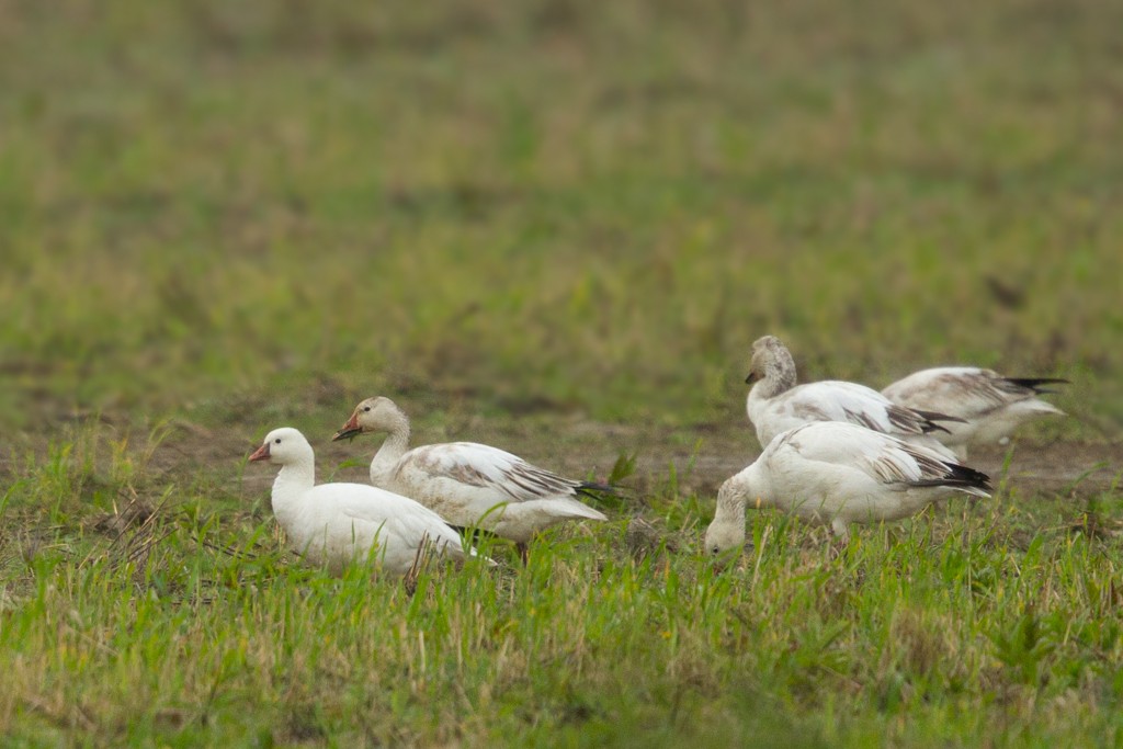 Ross's Goose - Ilya Povalyaev