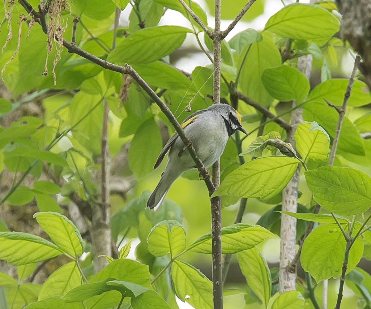 Goldflügel-Waldsänger - ML28370161