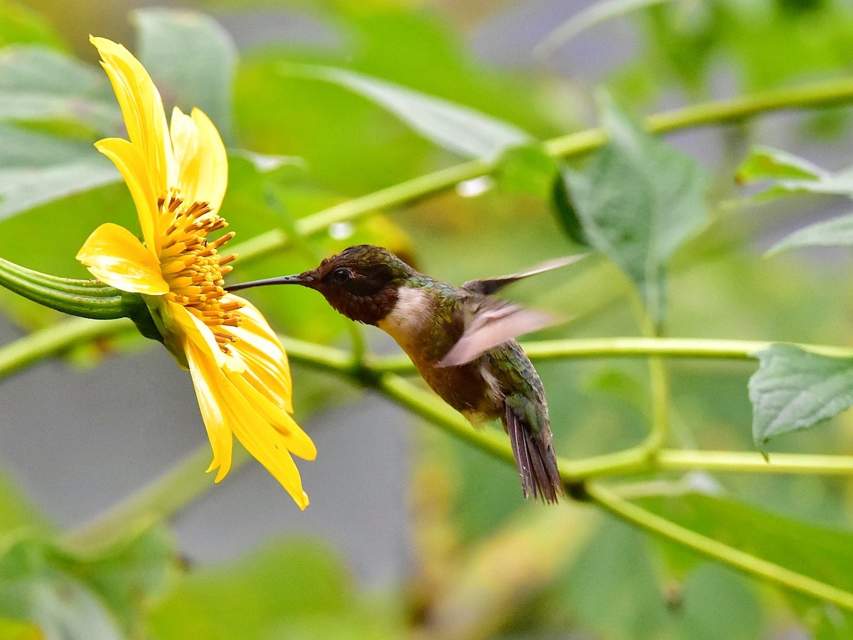 Ruby-throated Hummingbird - ML283701911