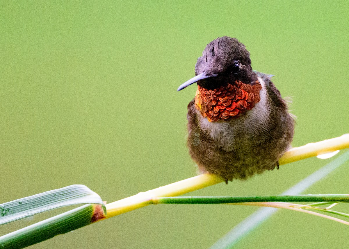 Ruby-throated Hummingbird - ML283702031