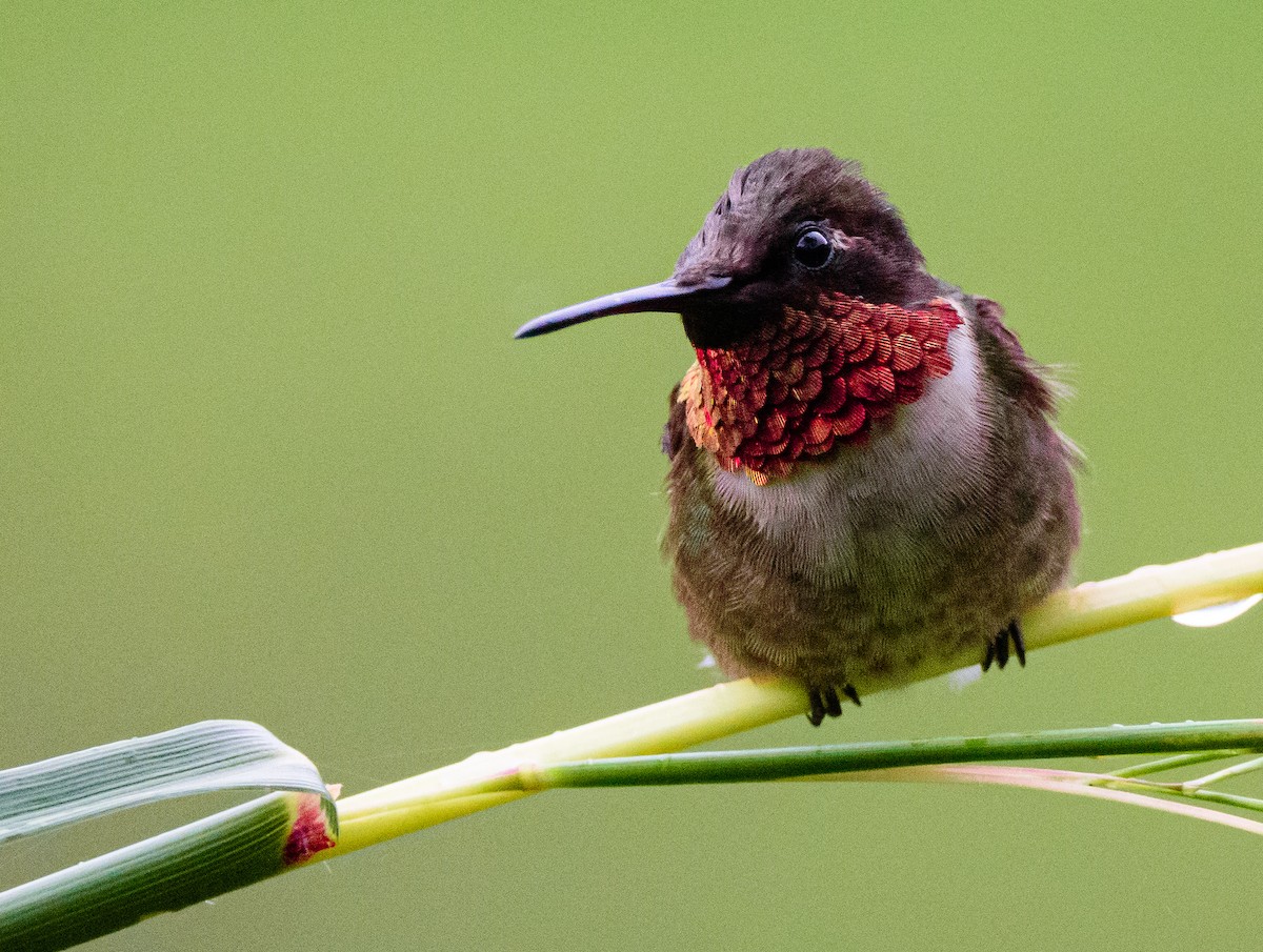 Ruby-throated Hummingbird - ML283702091