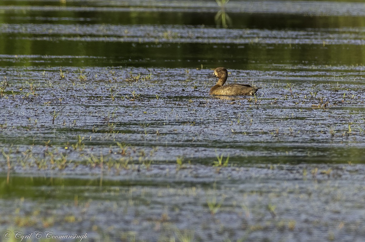 Lesser Scaup - ML283703971