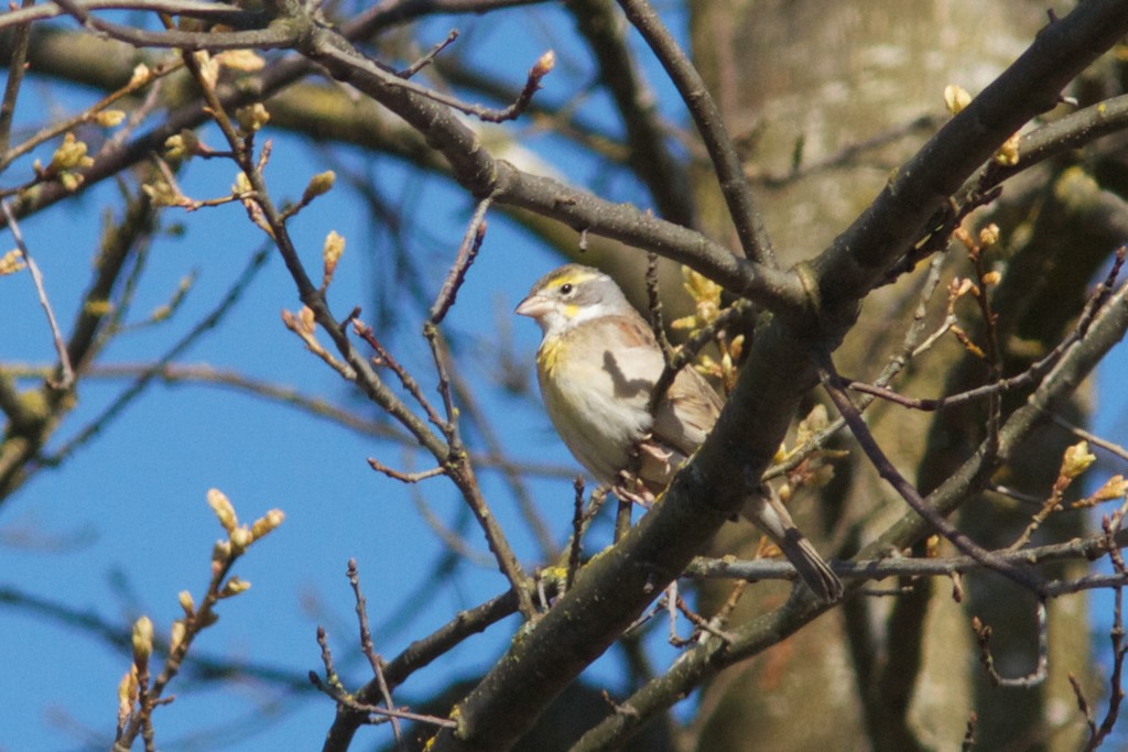 Dickcissel - ML28370411