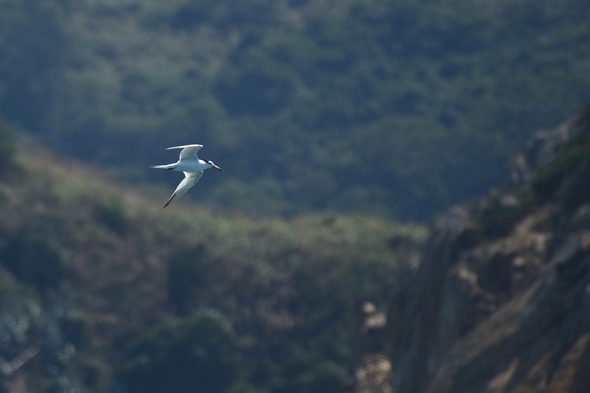 Chinese Crested Tern - ML283704401