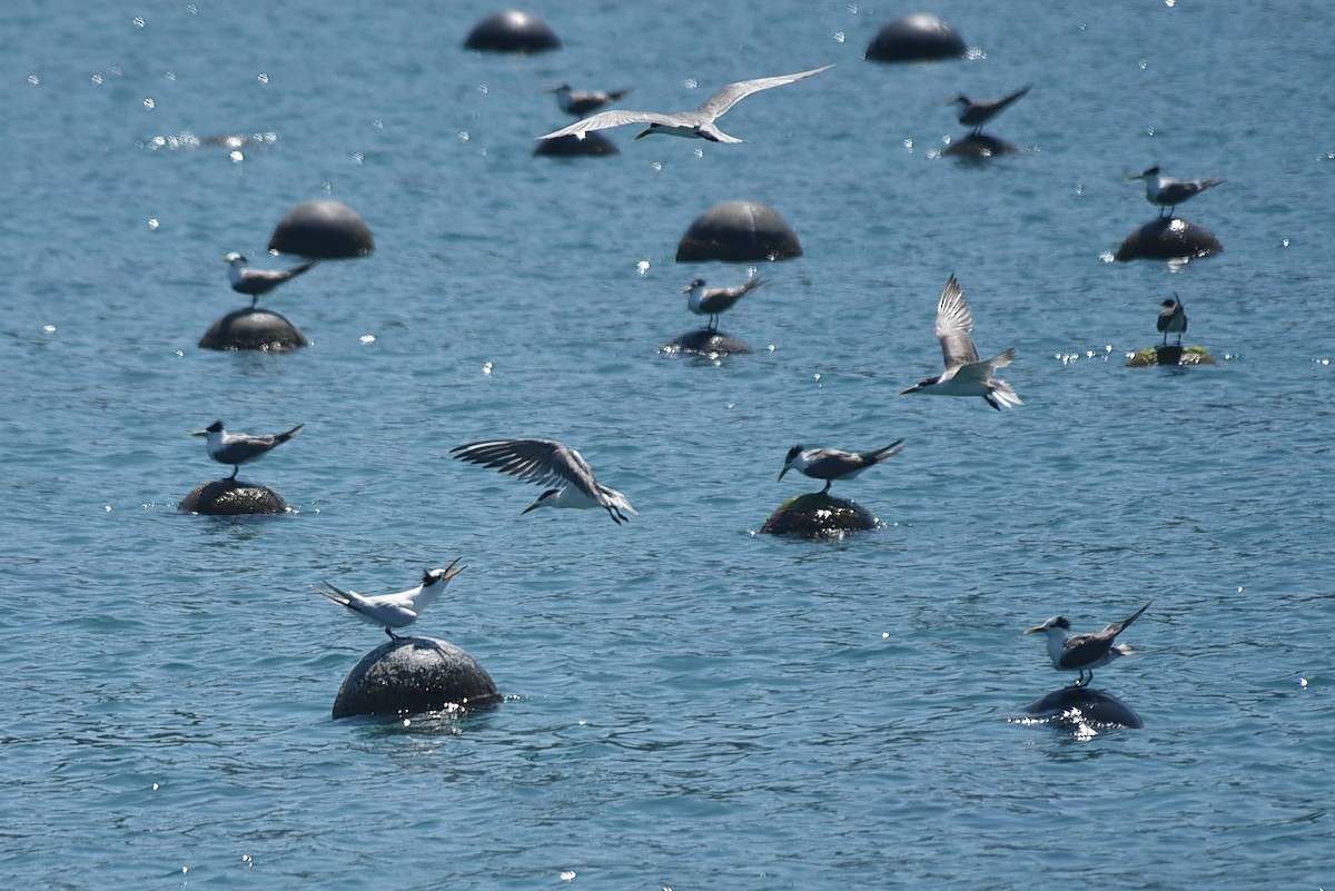 Chinese Crested Tern - ML283704451
