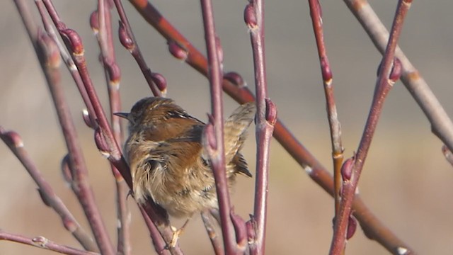 Marsh Wren - ML283704601