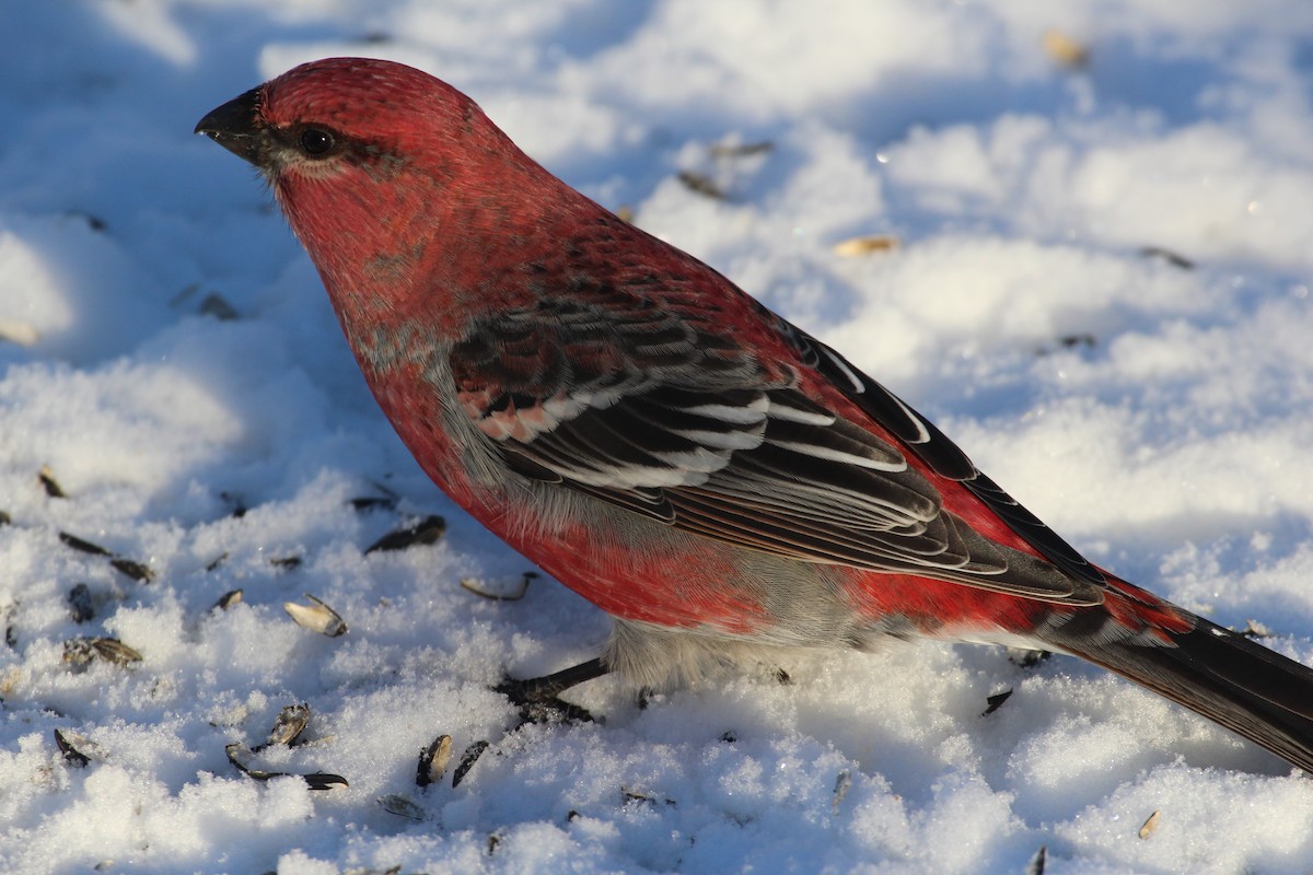 Pine Grosbeak - ML283704991