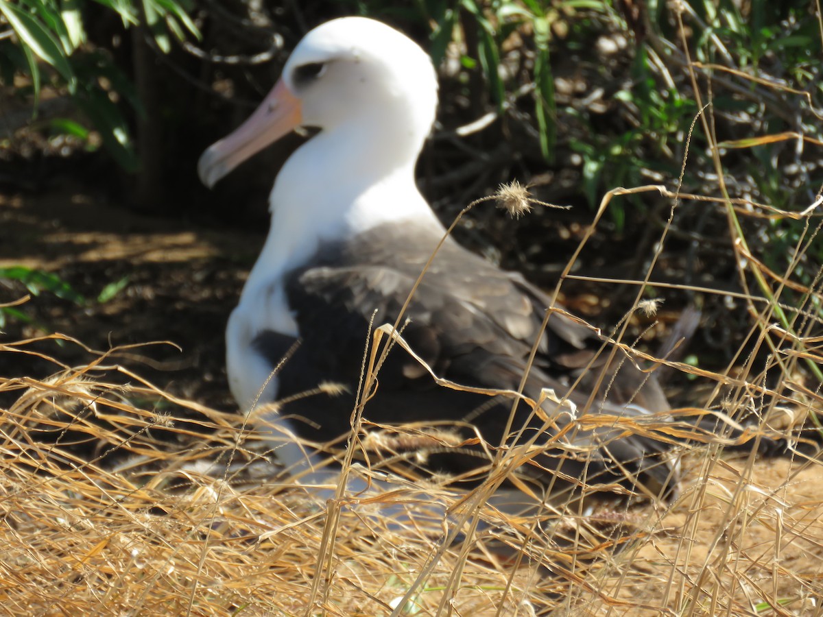 albatros laysanský - ML283705811