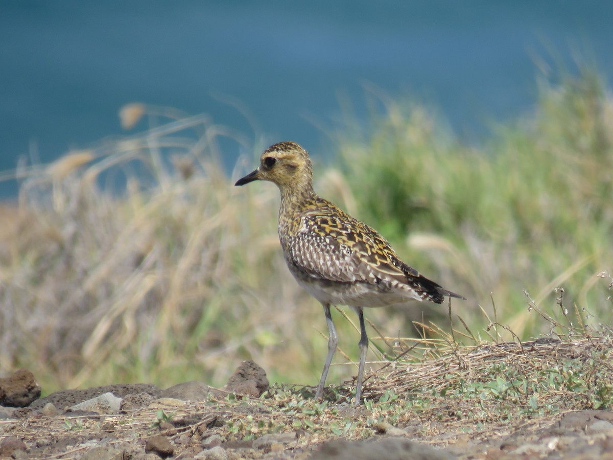 Pacific Golden-Plover - Peggy Horton