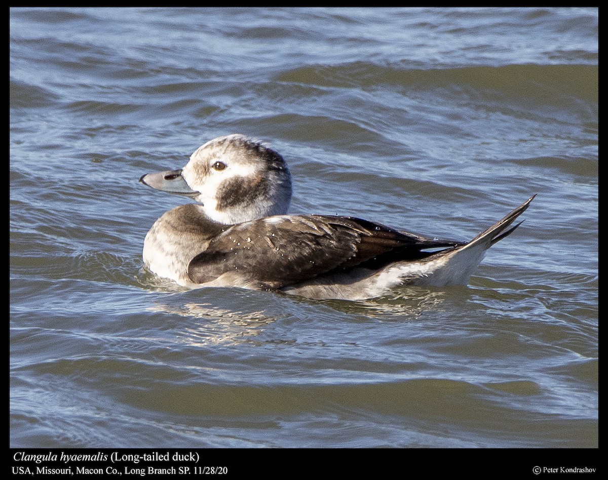 Long-tailed Duck - Peter Kondrashov