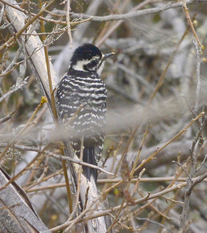 Nuttall's Woodpecker - Mike Bush