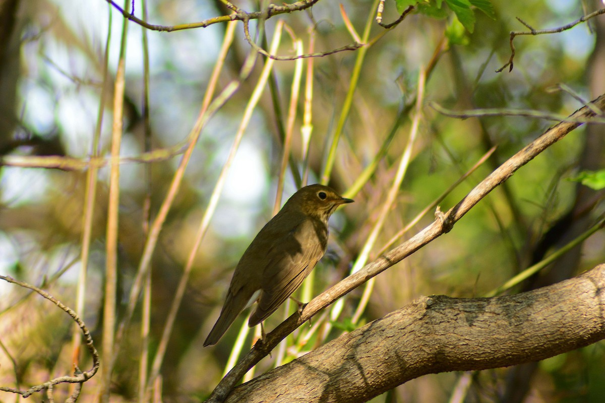 Swainson's Thrush - ML28370781