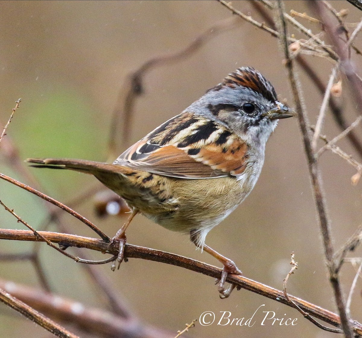 Swamp Sparrow - ML283707951