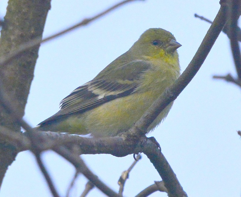 Lesser Goldfinch - Mike Bush