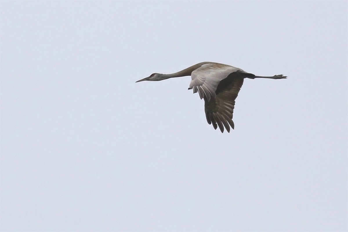 Sandhill Crane - ML28371021