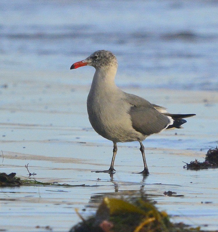 Heermann's Gull - ML283710611