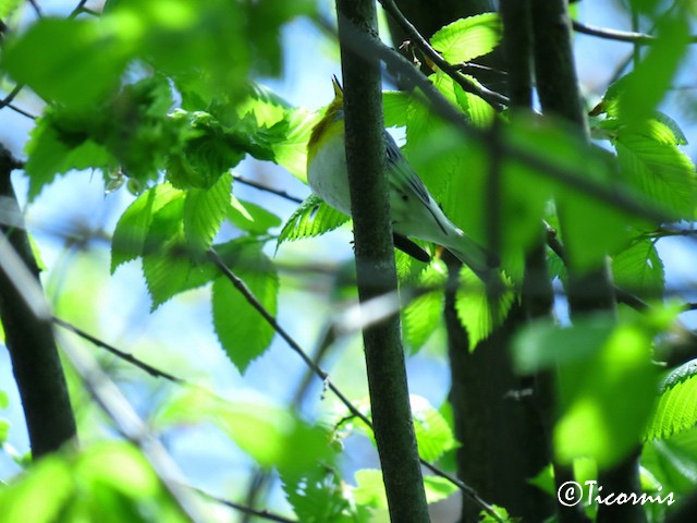 Northern Parula - ML28371091