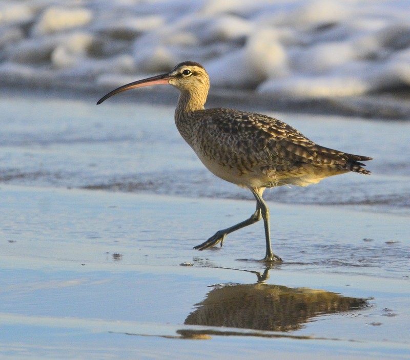 Whimbrel - ML283711571