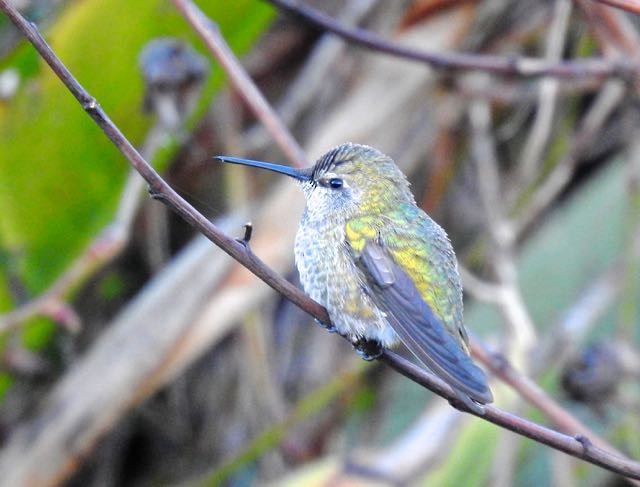 Anna's Hummingbird - Vern Tunnell