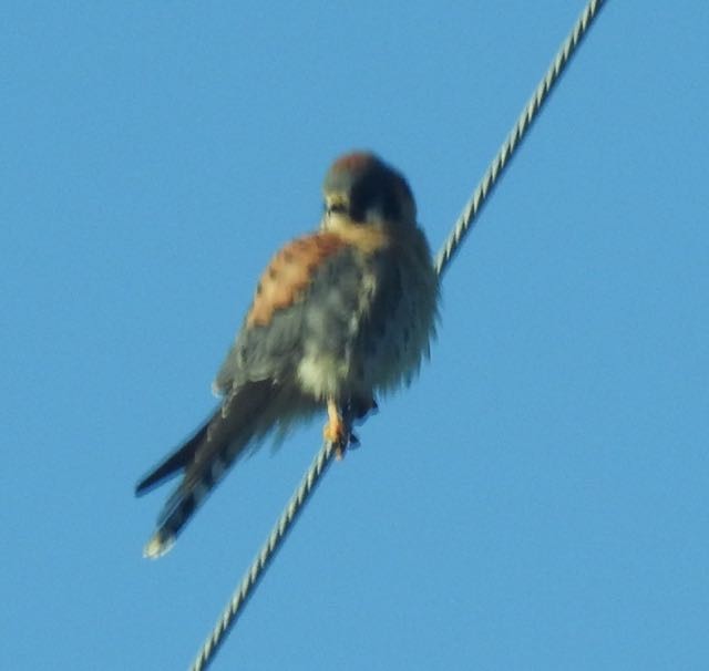 American Kestrel - Vern Tunnell