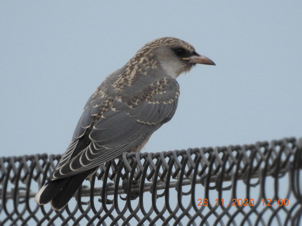 Black-faced Woodswallow - ML283713221