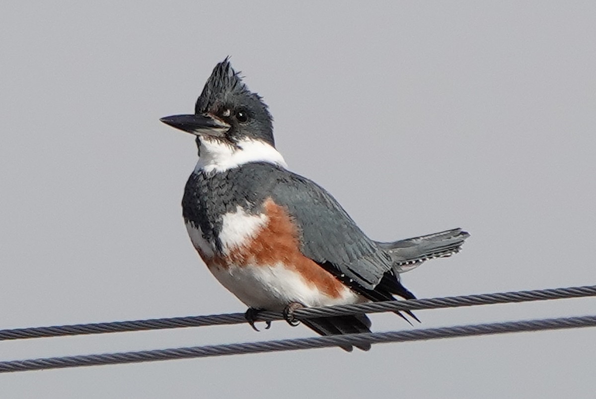 Belted Kingfisher - ML283715121