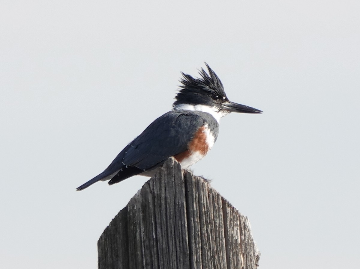 Belted Kingfisher - ML283715211