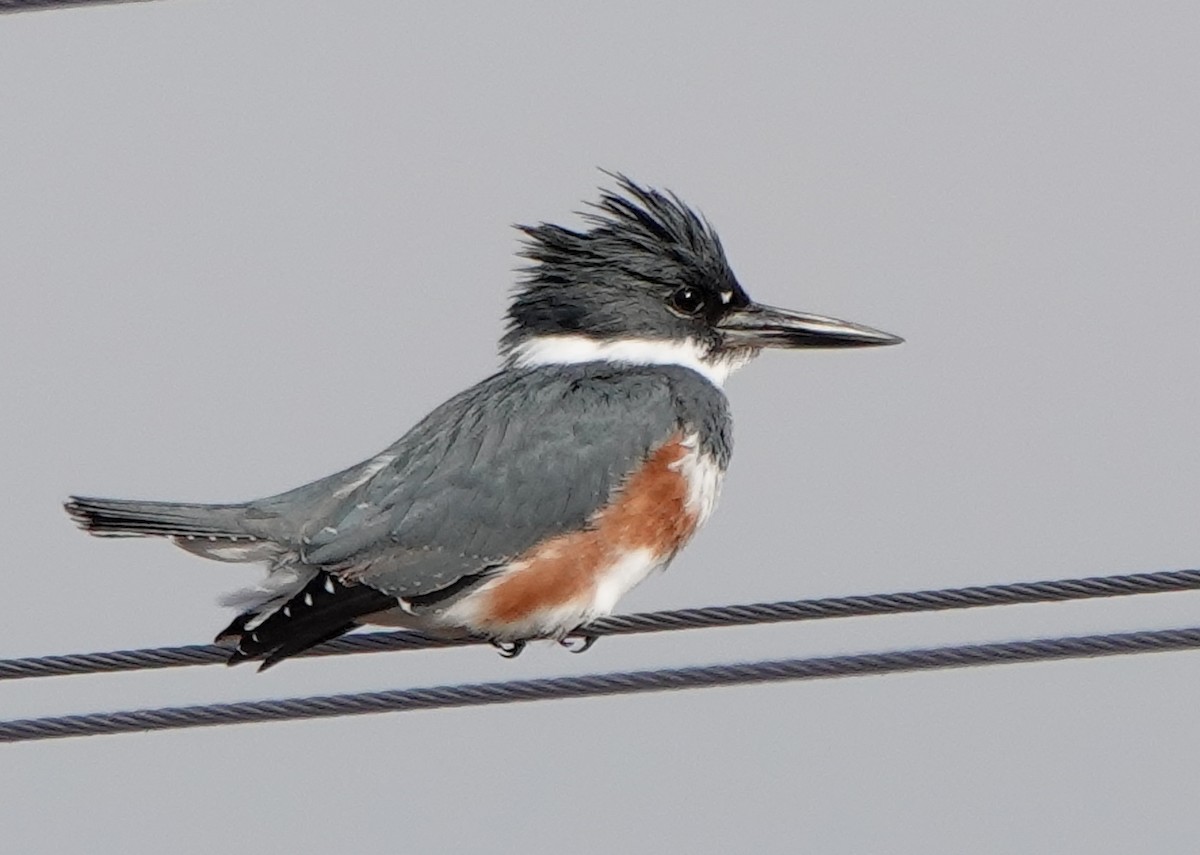 Belted Kingfisher - ML283715241