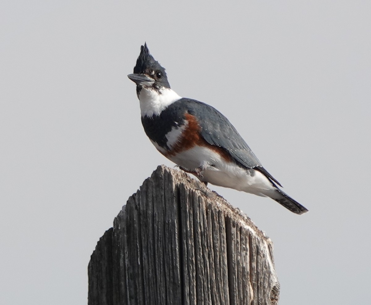 Belted Kingfisher - ML283715271