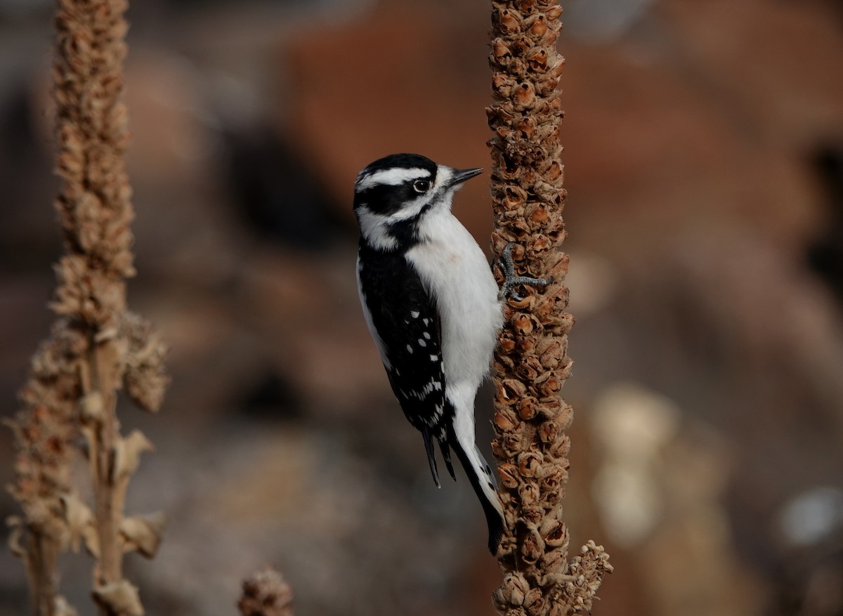 Downy Woodpecker - ML283716101