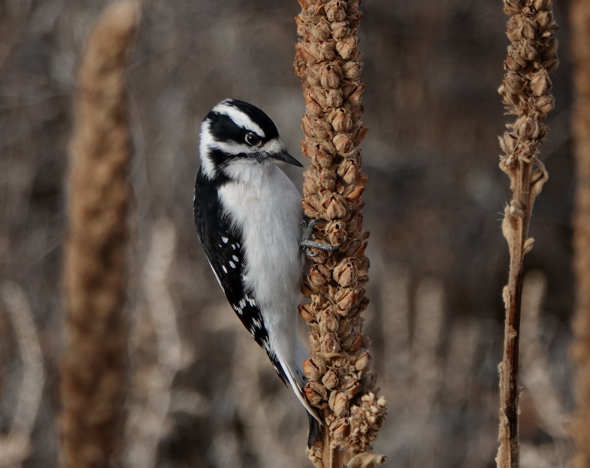 Downy Woodpecker - ML283716151