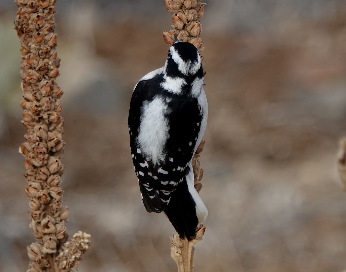 Downy Woodpecker - ML283716171