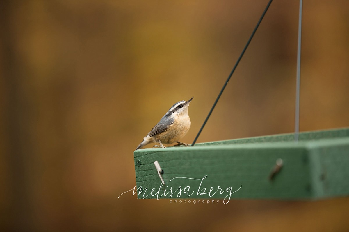 Red-breasted Nuthatch - ML283718691