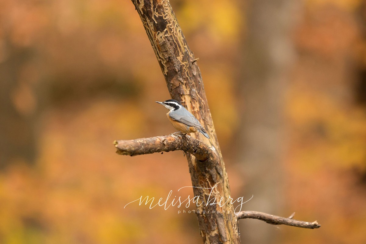 Red-breasted Nuthatch - ML283718701