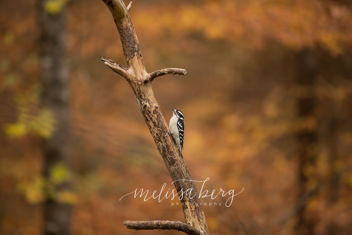 Downy Woodpecker - Melissa Berg