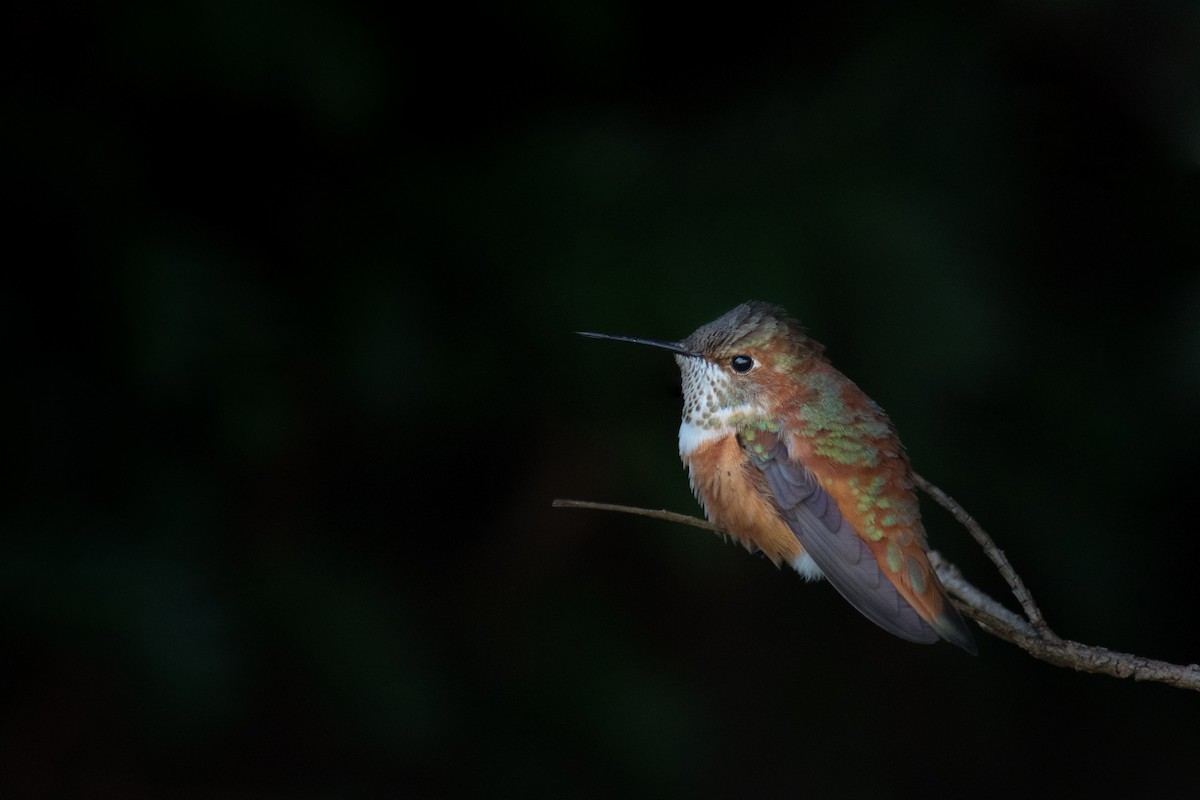 Rufous Hummingbird - ML283721181