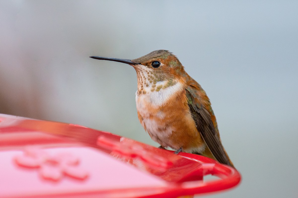 Rufous Hummingbird - ML283721201