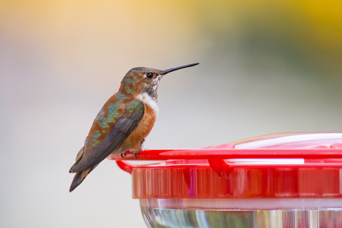 Rufous Hummingbird - ML283721721