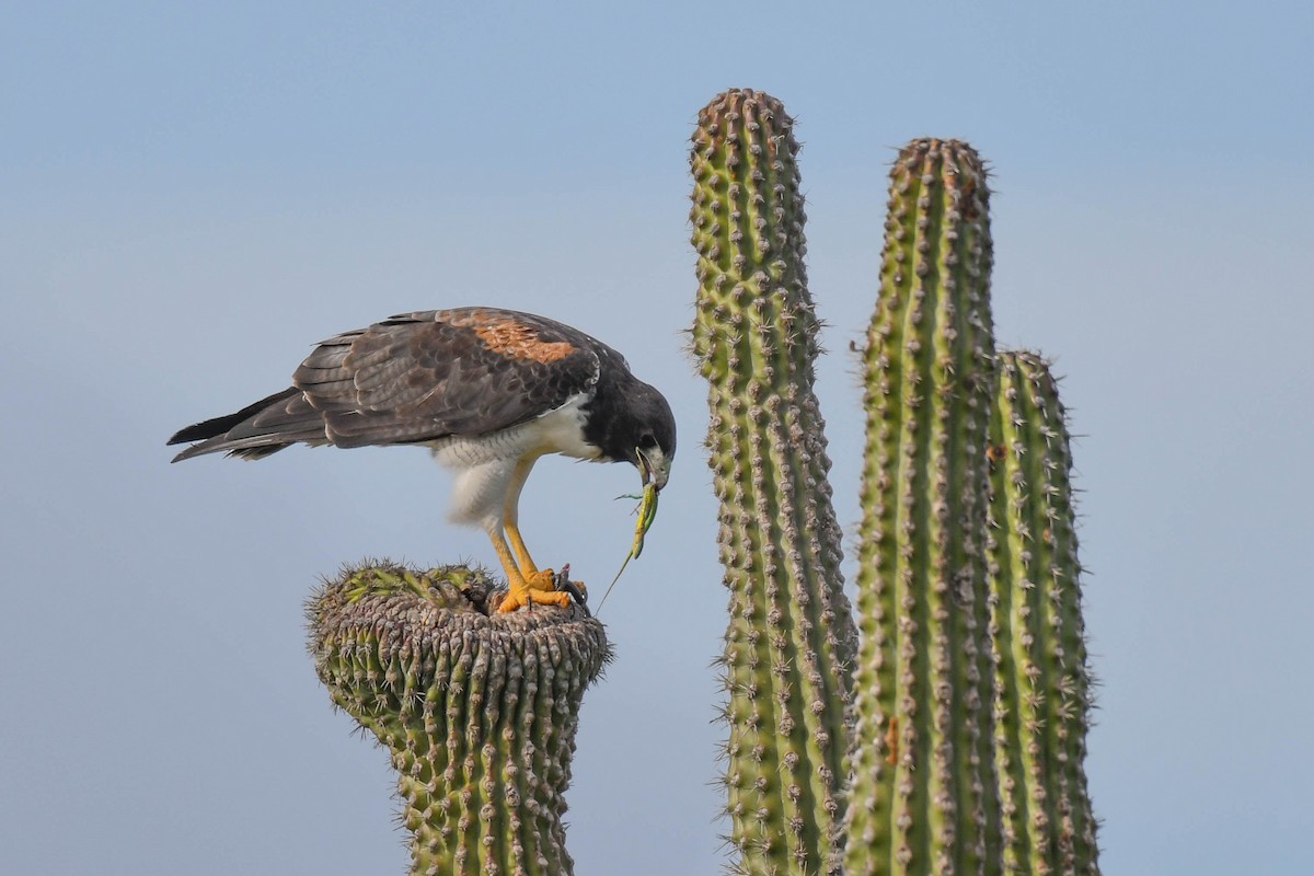 White-tailed Hawk - ML283721981