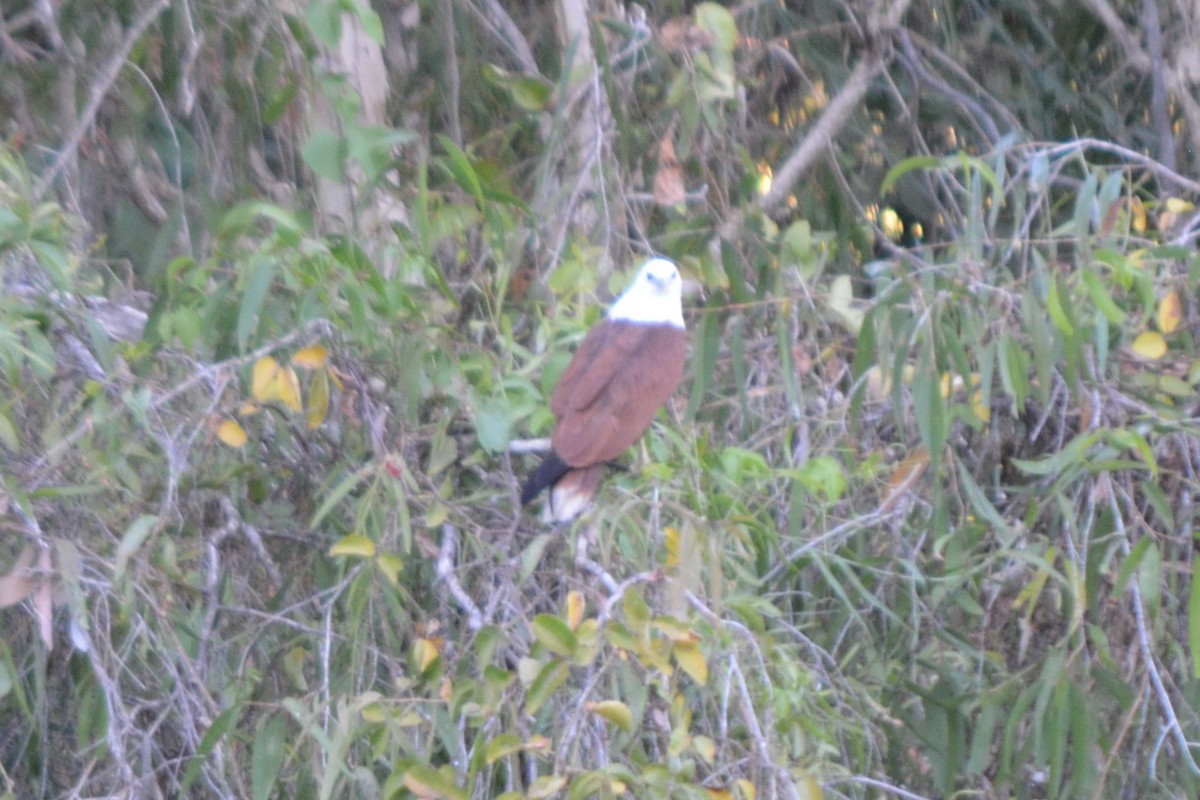 Brahminy Kite - ML283723471