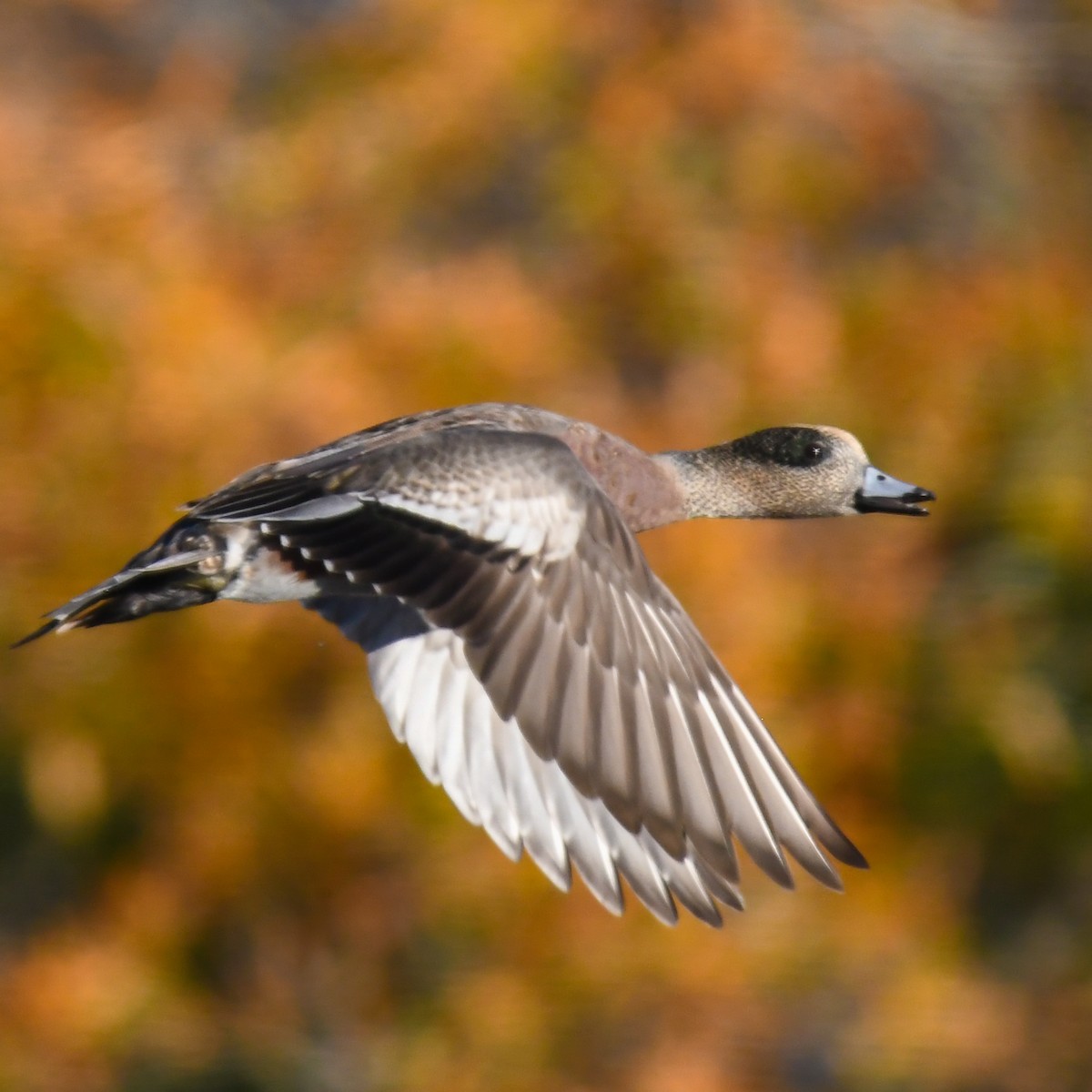 American Wigeon - ML283723671