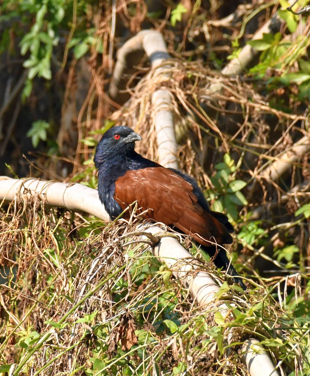 Greater Coucal - ML283725111