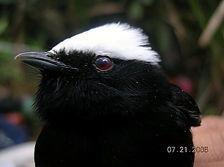 Manakin à tête blanche - ML28372611